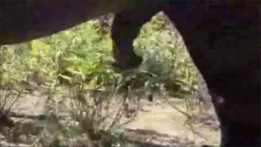 horses_fucking
