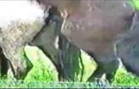 horses mating