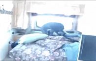 my dog loves me