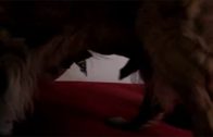 swiss love dog