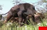 man gives bull handjob
