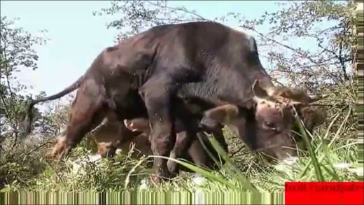 man_gives_bull_handjob