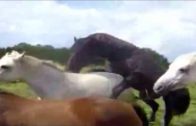 mares love
