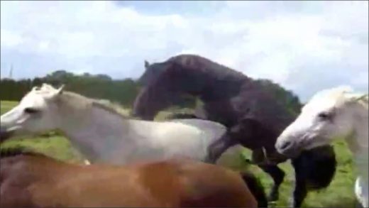 mares_love