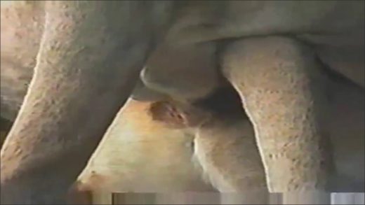 mating_lions