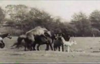 mating stallions
