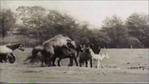 mating_stallions