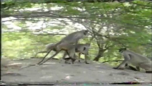 monkey_mating