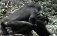 putos monos