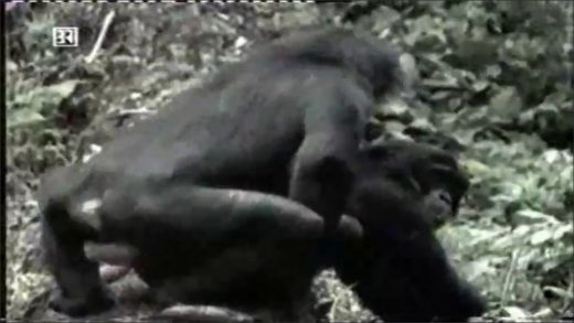 monkeys_fucking
