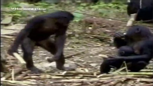 monkeysex