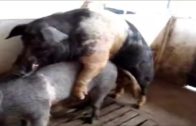 pigsex
