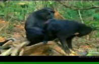 primates fucking