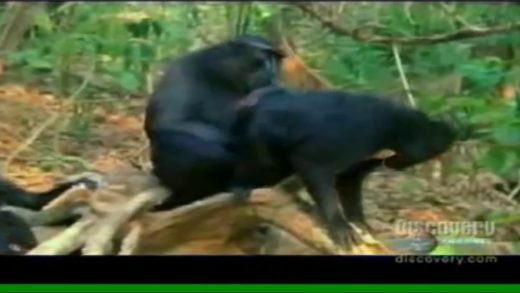 primates_fucking