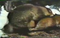 racoonsex