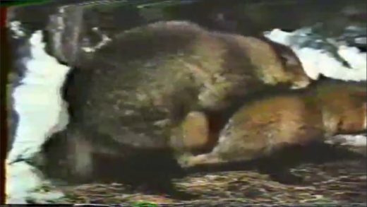 racoonsex