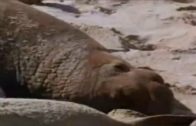 seals make love