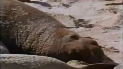 seals_make_love