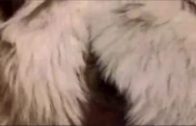 sexanimal