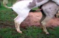 sexy mating horses