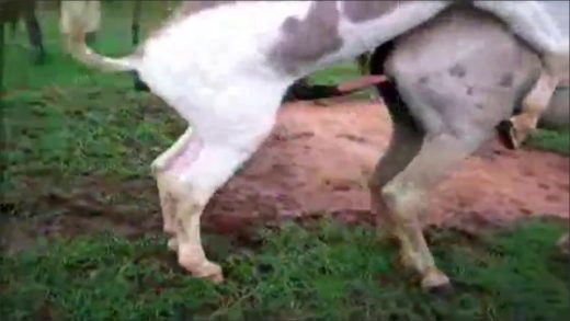 sexy_mating_horses