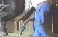 stallion_semen_collection