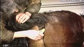 the_kinky_gay_and_his_horse