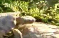 turtle sex