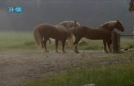 wild horse mating