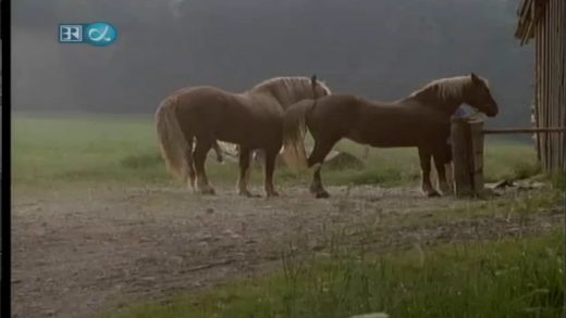 wild_horse_mating