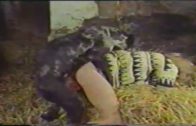woman raped by pig and dog