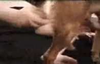 woman wanking dog