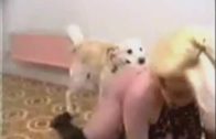 bigtits_dogwhore