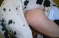 dalmation_love