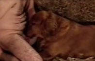 dog_sucking_gay_cock