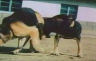 doggie_mating