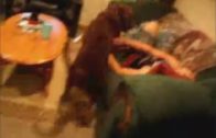 dogplay