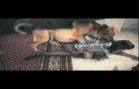 german_shepard_does_brunette_3