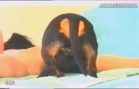 gmv1548_-_new_animals_17_sv