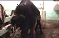 horse_mini