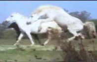 horses_mating_2