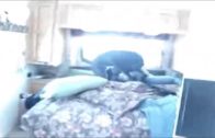 humping_dog