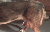 maid_fucked_by_dog