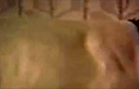moscowdog_3