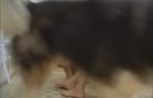 zoobuddies_v5