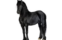 dark_horse