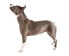 pittbull-terrier