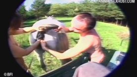 gmv1841_-_animal_highlights_07