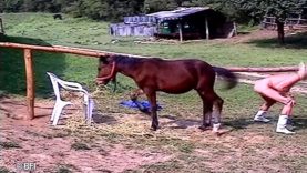 pa0660_-_the_pony_farm