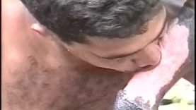 382_-_the_horse_family